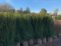Taxus Baccata RB - sizes from 60cm to 3m available