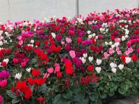 Cyclamen C0.5 - Available all winter and autumn (subject to availability)